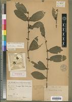 Holotype of Coffea lamblini A.Chev. [family RUBIACEAE]