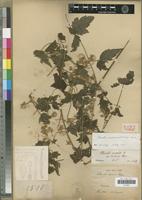Holotype of Clematis comoresensis W.T.Wang [family RANUNCULACEAE]