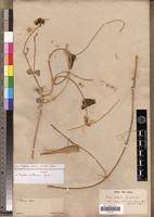 Holotype of Daemia aethiopica Decne [family ASCLEPIADACEAE]