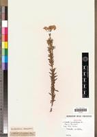 Isotype of Nidorella pinnatilobata DC. [family ASTERACEAE]