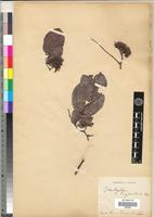 Isotype of Brachystegia cynometroides Harms [family FABACEAE-CAESALPINIOIDEAE]