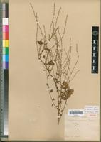 Isotype of Lagrezia comorensis Cavaco [family AMARANTHACEAE]