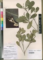 Holotype of Ivodea choungiensis Labat, M.Pignal & O.Pascal [family RUTACEAE]