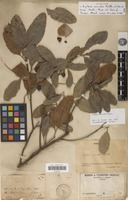 Syntype of Arytera arcuata Radlk. [family SAPINDACEAE]
