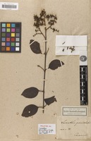 Holotype of Loranthus paniculatus Kunth [family LORANTHACEAE]