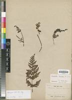 Isotype of Cheilanthes krameri Franch. & Sav. [family PTERIDOPHYTA]