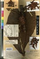 Holotype of Ixora margaretae (N.Hallé) Mouly & B.Bremer ined. [family RUBIACEAE]