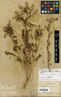 Holotype of Nasturtium palustre L. var. stoloniferum Franch. [family BRASSICACEAE]
