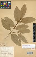 Isotype of Styrax litseoides J.E.Vidal [family STYRACACEAE]