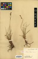 Isotype of Carex manginii E.G.Camus [family CYPERACEAE]