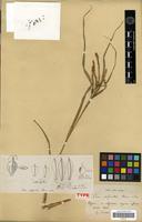 Holotype of Carex polyantha Franch. & Sav. [family CYPERACEAE]