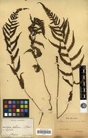 Type of Athyrium oshimense H.Christ [family PTERIDOPHYTA]