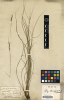 Type of Carex teinogyna Boott [family CYPERACEAE]