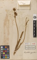 Type of Espeletia argentea Bonpl. [family ASTERACEAE]