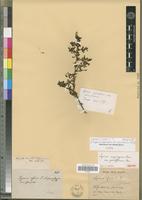 Isotype of Lycium oxycarpum Dunal var. parviflorum Dunal [family SOLANACEAE]