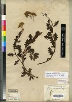 Filed as Solanum pinnatum Cav. [family SOLANACEAE]