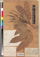 Type of Lychnodiscus reticulatus Radlk. var. brevibracteatus Pellegr. [family SAPINDACEAE]