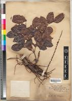 Type of Macphersonia cauliflora Radlk. [family SAPINDACEAE]