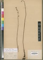 Isotype of Eulophia exilis Schltr. [family ORCHIDACEAE]