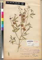 Type of Crotalaria barnabassii Baker [family FABACEAE-PAPILIONOIDEAE]