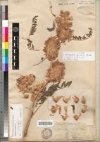 Type of Astragalus africanus Bunge [family FABACEAE-PAPILIONOIDEAE]
