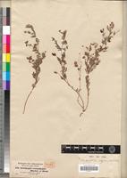 Type of Ornithopus coriandrinus Hochst. & Steud. [family FABACEAE-PAPILIONOIDEAE]