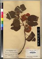 Isotype of Dombeya trichoclada Mildbr. [family STERCULIACEAE]