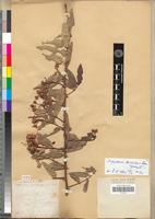 Type of Capparis persicaefolia A.Rich. [family CAPPARIDACEAE]
