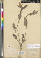 Type of Hibiscus eburneopetalus Bak. f. [family MALVACEAE]