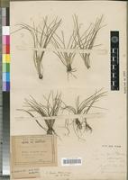 Type of Isoetes weberi Herter [family PTERIDOPHYTA]