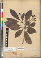 Isotype of Rauvolfia welwitschii Stapf [family APOCYNACEAE]