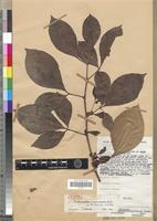 Type of Balsamocitrus camerunensis R.Let. [family RUTACEAE]