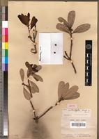 Isotype of Ficus mutantifolia Hutch. [family MORACEAE]