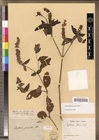 Type? of Justicia fasciata E.Mey. [family ACANTHACEAE]