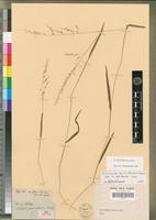 Isosyntype of Ehrharta paniciformis Nees [family POACEAE]