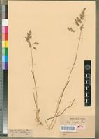 Syntype of Poa binata Nees [family POACEAE]