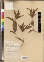 Holotype of Ruellia patula Jacq. var. longibracteata Benoist [family ACANTHACEAE]