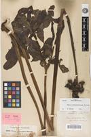 Holotype of Tacca abyssinica Baker [family TACCACEAE]