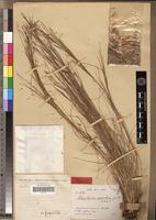 Type of Schizachyrium gresicola Jacq.-Fél. [family POACEAE]
