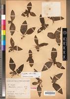 Type of Chlorophytum mossicum A.Chev. [family LILIACEAE]
