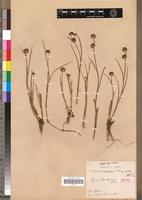 Isotype of Juncus quartinianus A.Rich. [family JUNCACEAE]