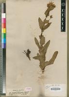 Type of Alepidea peduncularis Steud. [family APIACEAE]