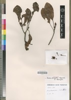 Isotype of Breonia fragifera Capuron [family RUBIACEAE]