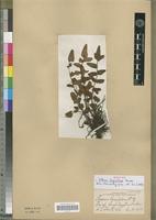 Isotype of Pellaea longipilosa Bonap. [family PTERIDOPHYTA]