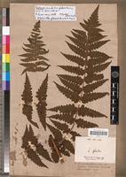 Isotype of Lonchitis glabra Bory [family PTERIDOPHYTA]