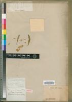 Isotype of Sericocoma chrysurus Meisn. [family AMARANTHACEAE]