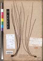 Holotype of Vittaria isoetifolia Bory [family PTERIDOPHYTA]