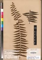 Isosyntype of Asplenium protensum Schrad. var. pseudohorridum Hieron. [family PTERIDOPHYTA]