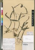 Holotype of Bulbophyllum jaapii Szlach.&Olsz. [family ORCHIDACEAE]