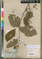 Isotype of Cyathula triuncinella Schinz. [family AMARANTHACEAE]